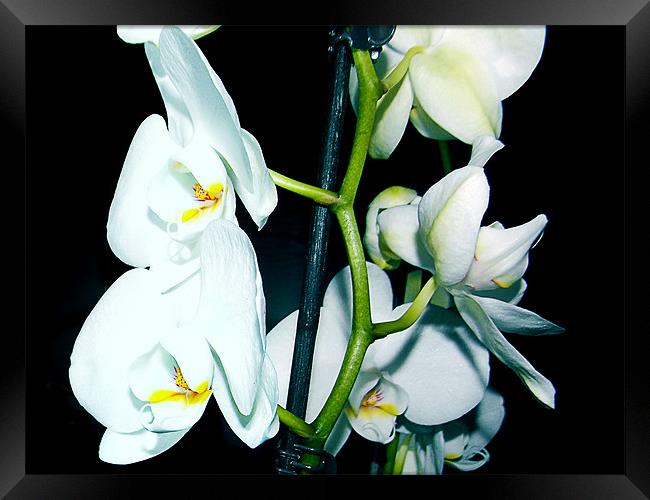 1150-white orchid Framed Print by elvira ladocki