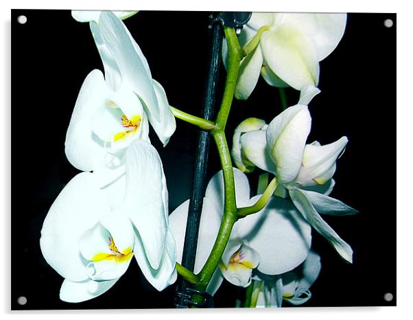 1150-white orchid Acrylic by elvira ladocki