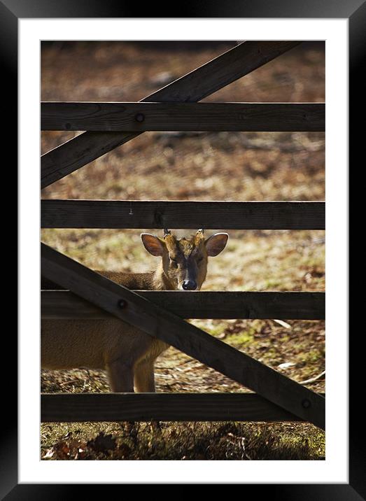 Muntjac  And Bars Framed Mounted Print by Darren Burroughs