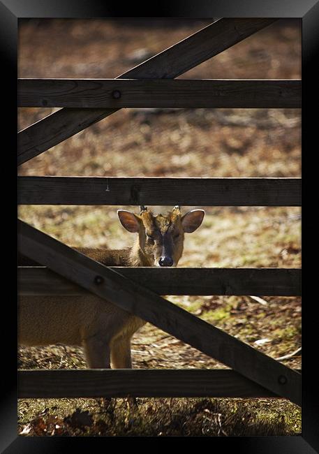 Muntjac  And Bars Framed Print by Darren Burroughs