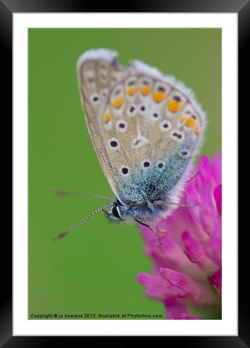 Silverstudded Blue Framed Mounted Print by Jo Beerens