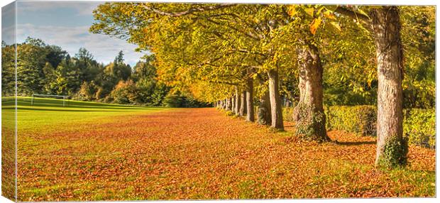 Autumn Gold Headley Canvas Print by Clive Eariss
