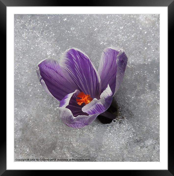 Crocus in the Snow Framed Mounted Print by John McCoubrey