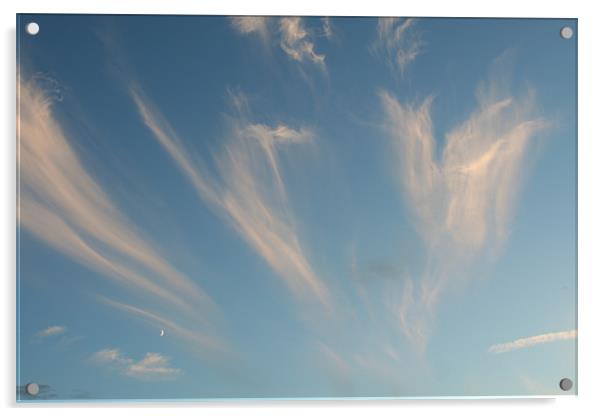 Sky feathers Acrylic by Dave Holt
