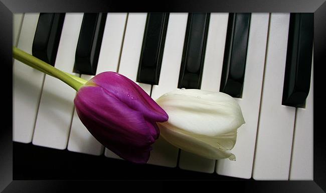 Tulips on Piano Keys Framed Print by Sandra Buchanan