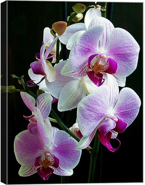 1151-beautiful orchid Canvas Print by elvira ladocki