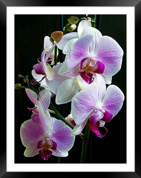 1151-beautiful orchid Framed Mounted Print by elvira ladocki