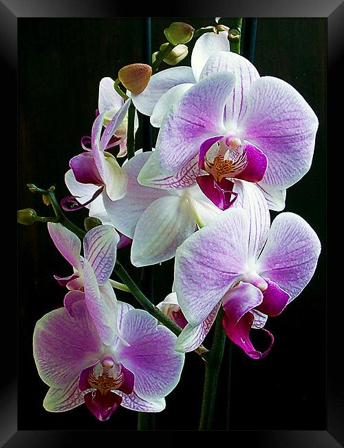 1151-beautiful orchid Framed Print by elvira ladocki