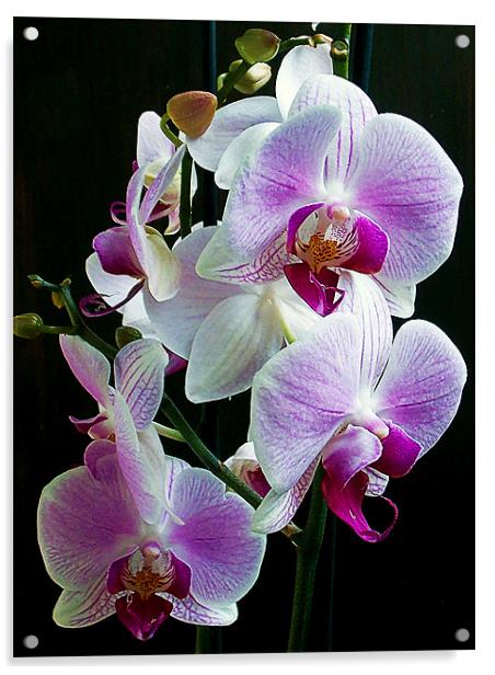 1151-beautiful orchid Acrylic by elvira ladocki