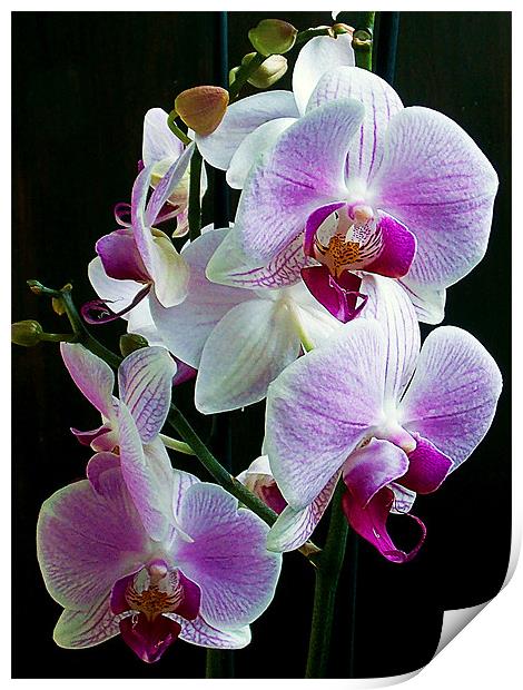 1151-beautiful orchid Print by elvira ladocki