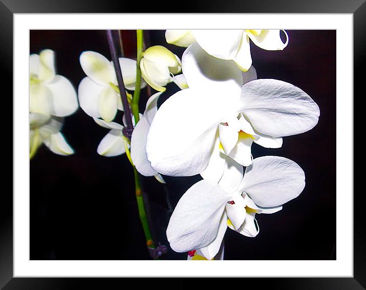 1152-white orchid Framed Mounted Print by elvira ladocki