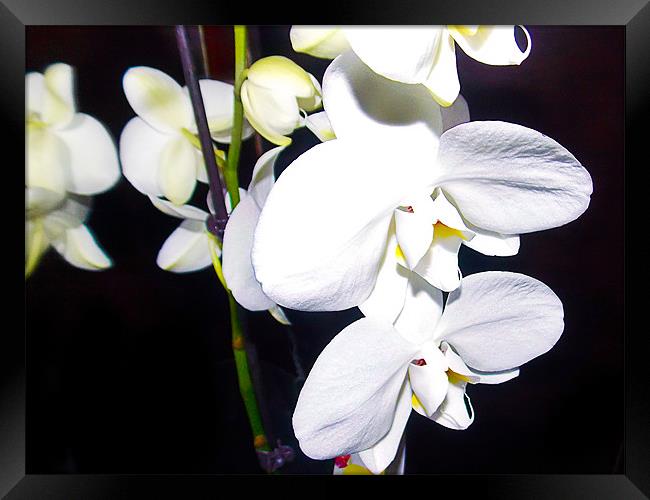 1152-white orchid Framed Print by elvira ladocki