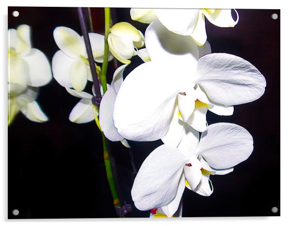 1152-white orchid Acrylic by elvira ladocki