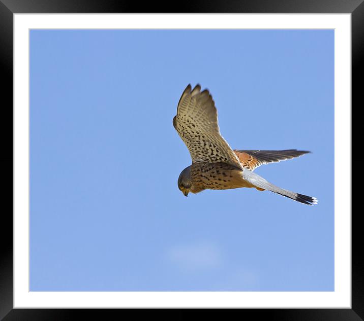 On The Prowl Framed Mounted Print by Mick Vogel