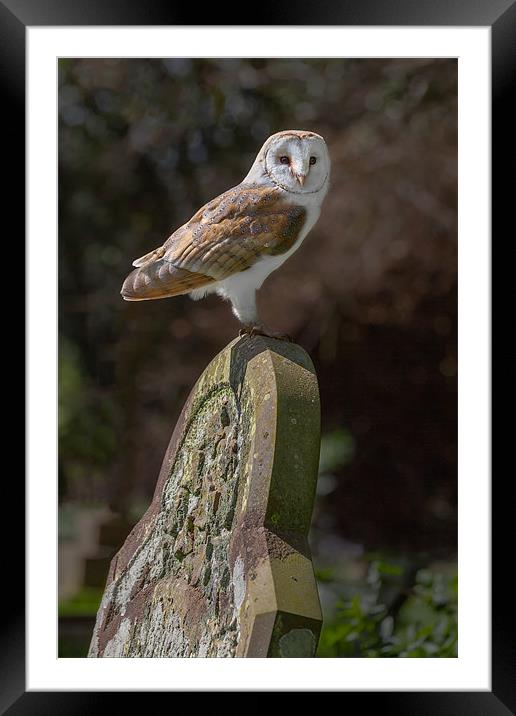 Barn Owl on Headstone Framed Mounted Print by Ian Duffield