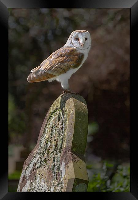 Barn Owl on Headstone Framed Print by Ian Duffield
