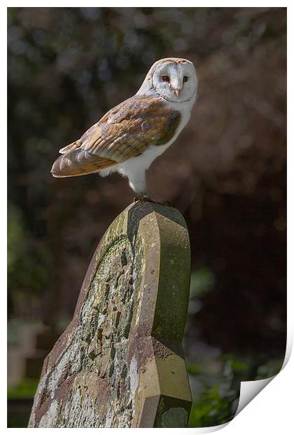Barn Owl on Headstone Print by Ian Duffield