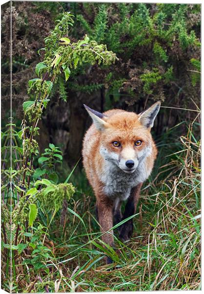 Fox emerging from the undergrowth Canvas Print by Ian Duffield