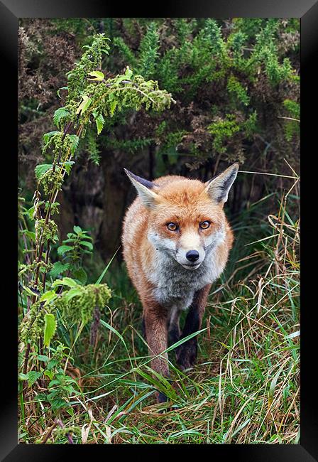 Fox emerging from the undergrowth Framed Print by Ian Duffield