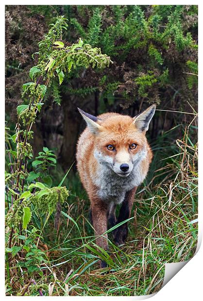 Fox emerging from the undergrowth Print by Ian Duffield