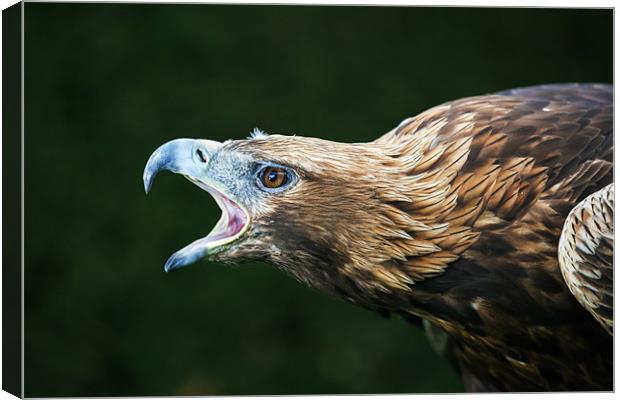 Golden eagle says "Dont mess with me" Canvas Print by Ian Duffield