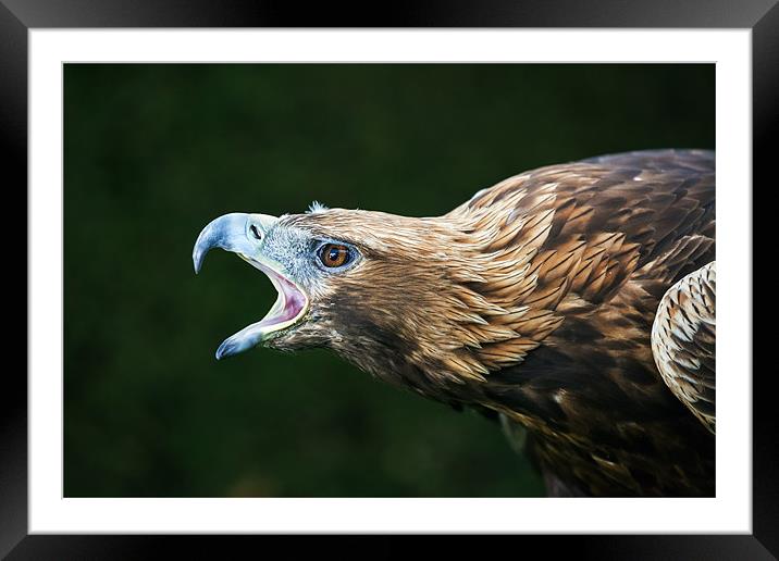 Golden eagle says "Dont mess with me" Framed Mounted Print by Ian Duffield