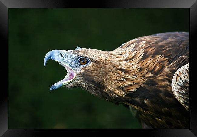 Golden eagle says "Dont mess with me" Framed Print by Ian Duffield