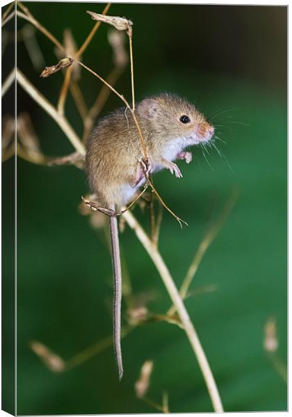 Harvest mouse balancing act Canvas Print by Ian Duffield