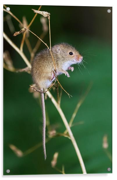 Harvest mouse balancing act Acrylic by Ian Duffield