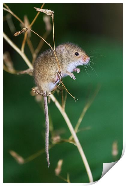Harvest mouse balancing act Print by Ian Duffield