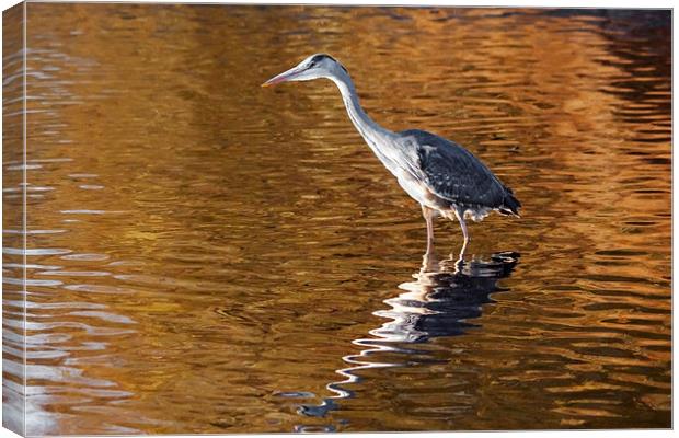 Heron stalking on  a golden lake Canvas Print by Ian Duffield