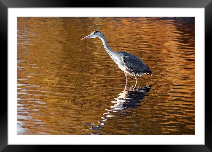 Heron stalking on  a golden lake Framed Mounted Print by Ian Duffield