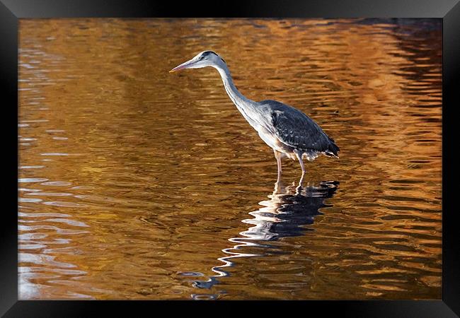 Heron stalking on  a golden lake Framed Print by Ian Duffield