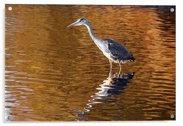 Heron stalking on  a golden lake Acrylic by Ian Duffield