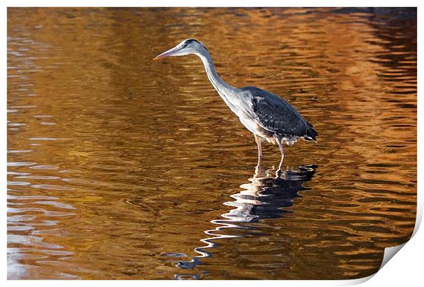 Heron stalking on  a golden lake Print by Ian Duffield
