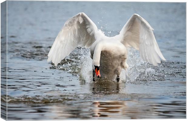 Charging swan means business! Canvas Print by Ian Duffield