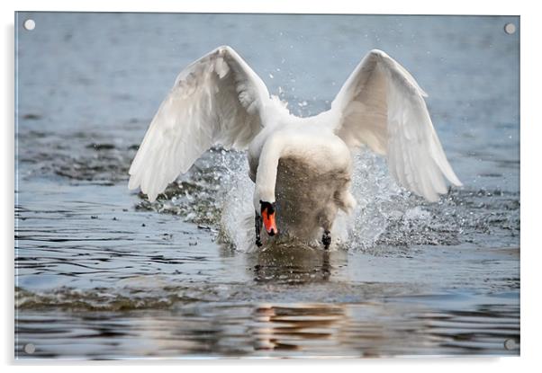 Charging swan means business! Acrylic by Ian Duffield