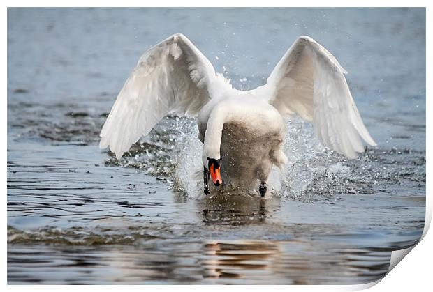 Charging swan means business! Print by Ian Duffield