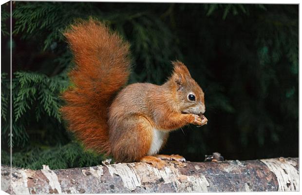 Red Squirrel finds time for a nibble Canvas Print by Ian Duffield