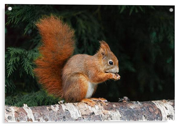Red Squirrel finds time for a nibble Acrylic by Ian Duffield