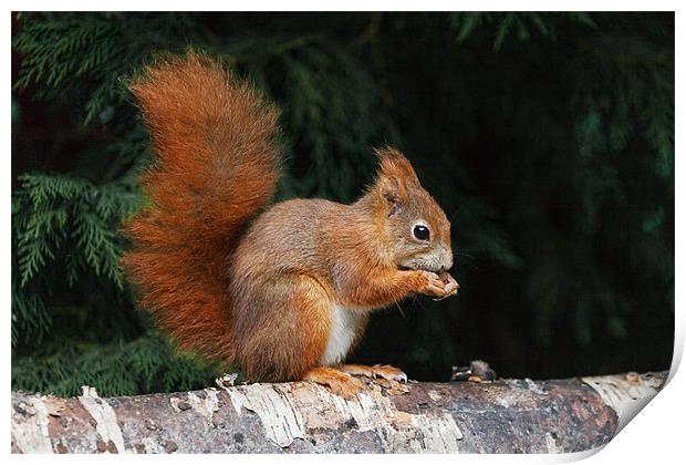 Red Squirrel finds time for a nibble Print by Ian Duffield