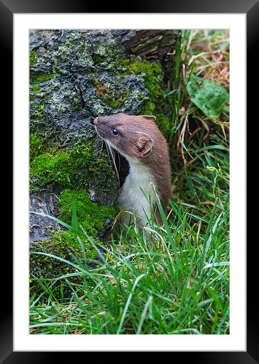 Stoat wonders - Is it safe? Framed Mounted Print by Ian Duffield