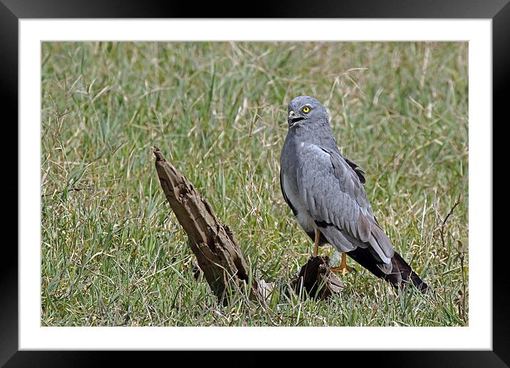 Montagus Harrier Framed Mounted Print by Tony Murtagh