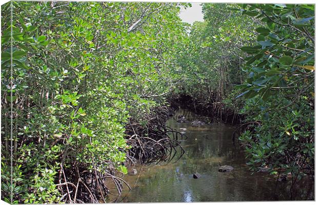 Mangrove Forest. Canvas Print by Tony Murtagh