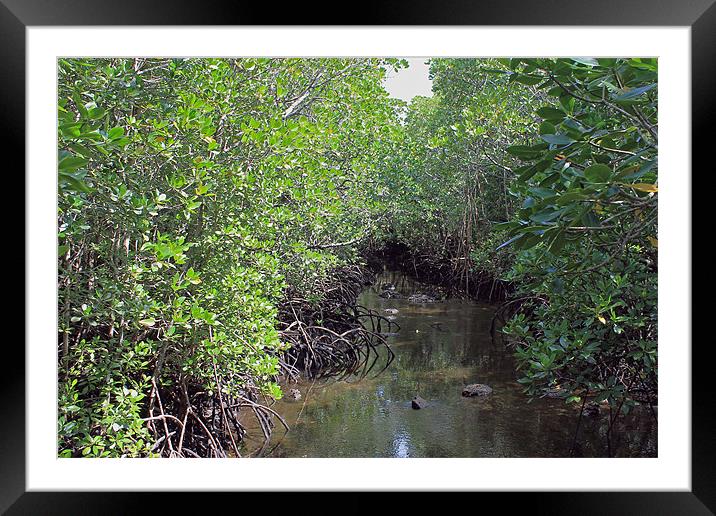 Mangrove Forest. Framed Mounted Print by Tony Murtagh