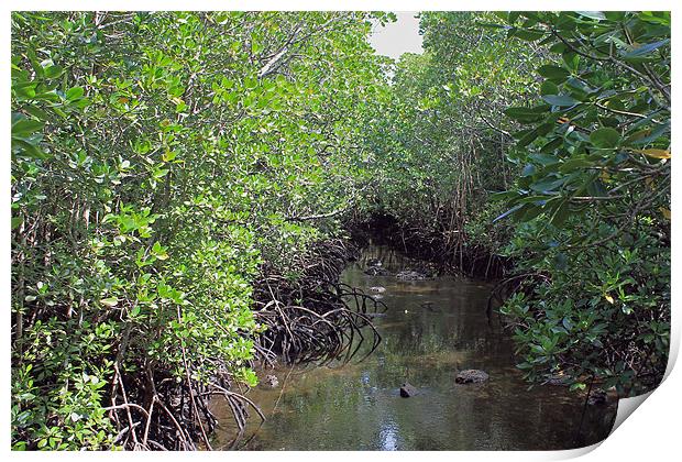 Mangrove Forest. Print by Tony Murtagh