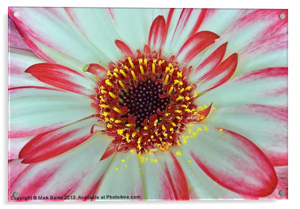 Flower Macro Acrylic by Mark  F Banks