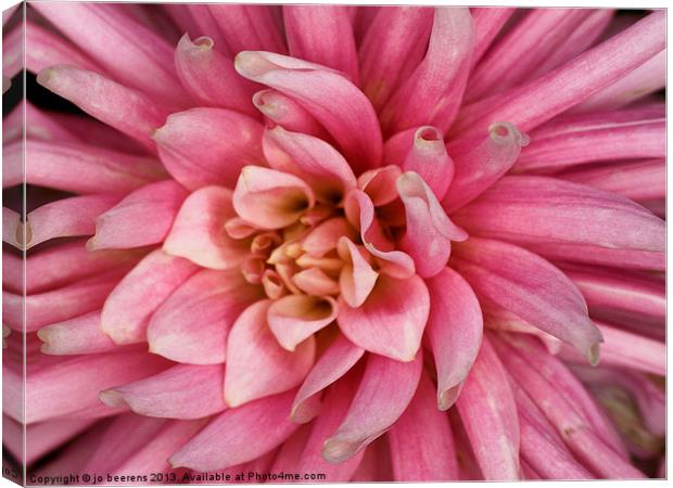 pink dahlia flower Canvas Print by Jo Beerens