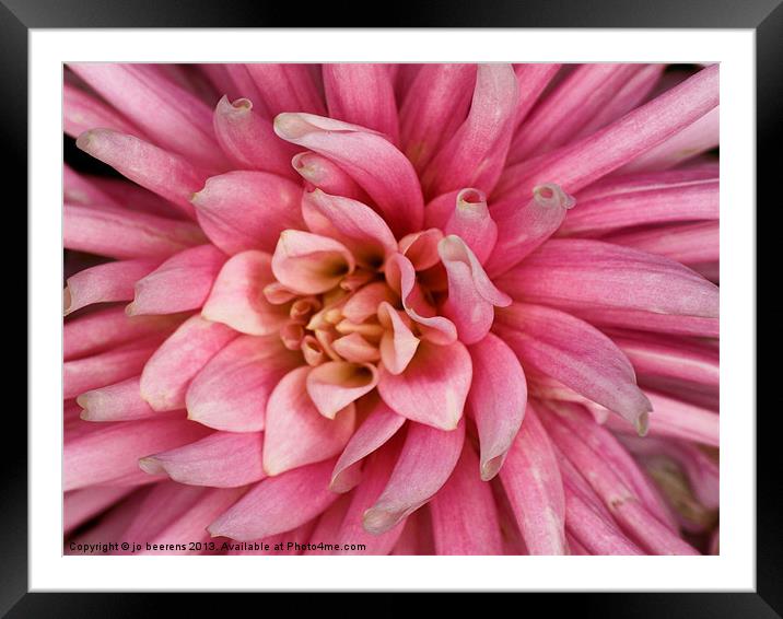 pink dahlia flower Framed Mounted Print by Jo Beerens