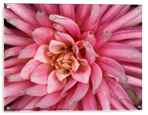 pink dahlia flower Acrylic by Jo Beerens